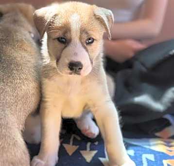 Photo of Feather's Puppy Cali