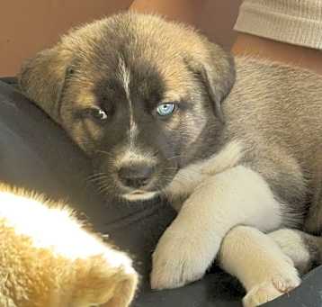 Photo of Feather's Puppy Skye