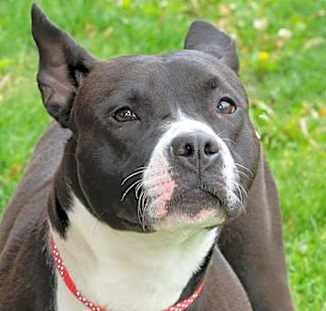 Photo of Rosie