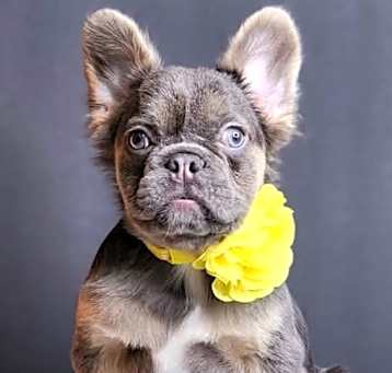 Photo of Babydoll- Mini Frenchie
