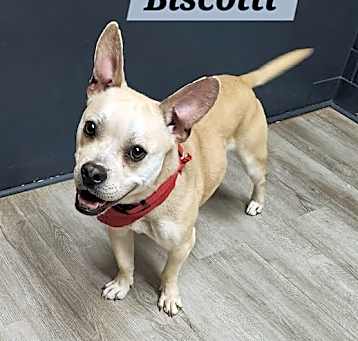Photo of Biscotti