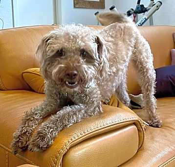 Photo of BailyBoy
