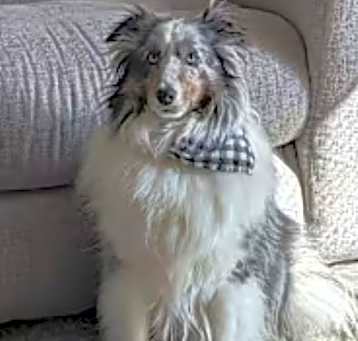 Photo of Danny adoption pending