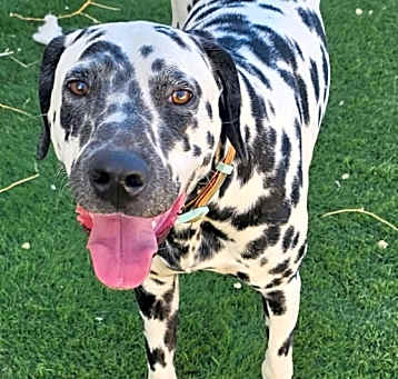 Photo of Aloha