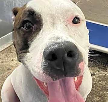 Photo of CHICO