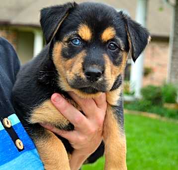 Photo of Valkyrie
