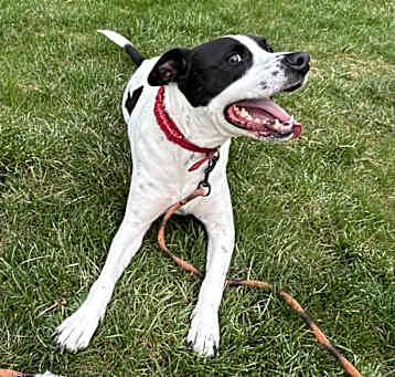 Photo of Bandit