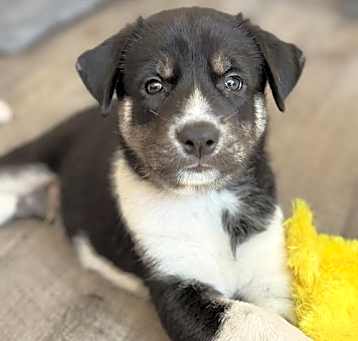 Photo of Feather's Puppy Spencer