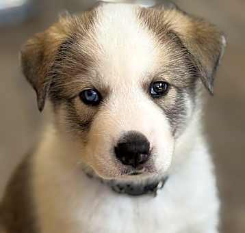 Photo of Feather's Puppy Lincoln