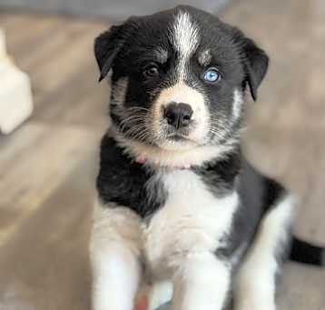 Photo of Feather's Puppy Blue