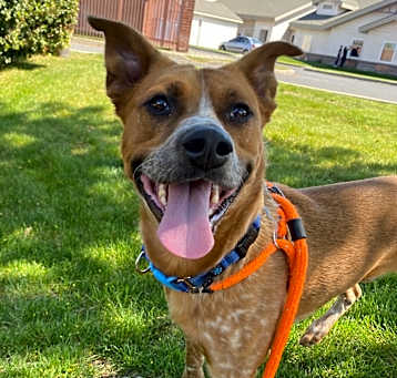 Photo of Doogie