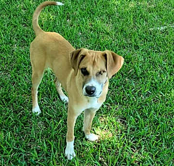 Photo of Honey Grace