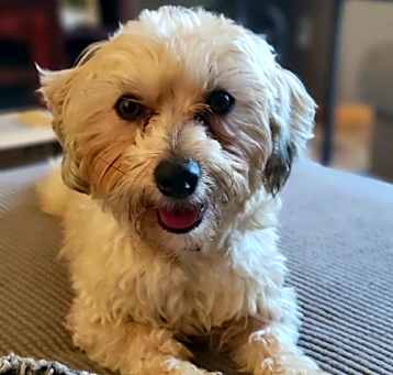 Photo of Griffin