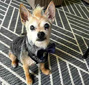 Photo of Vinny