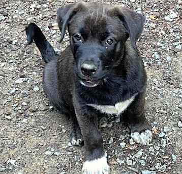 Photo of Baby Frisco