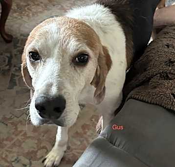 Photo of GUS