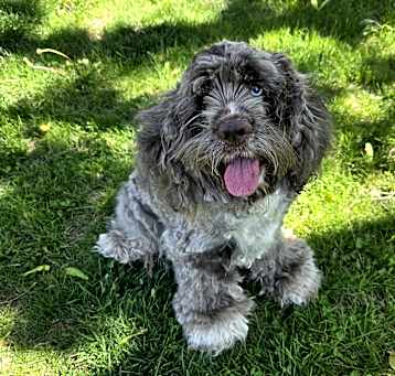 Photo of Benji