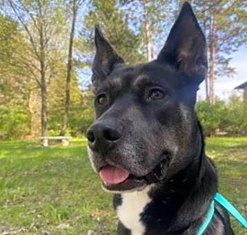 Photo of Ziggy
