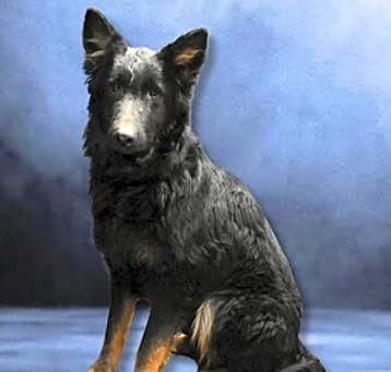 Photo of Balto