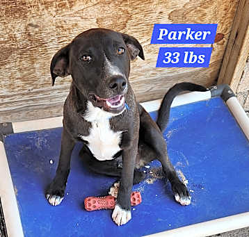 Photo of Parker