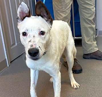 Photo of Shamrock