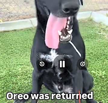 Photo of Oreo