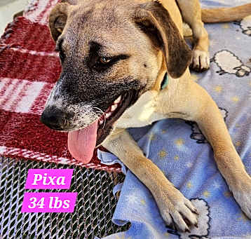 Photo of Pixa