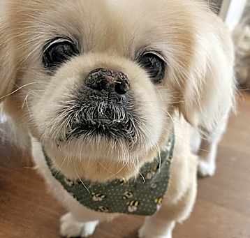 Photo of Teddy