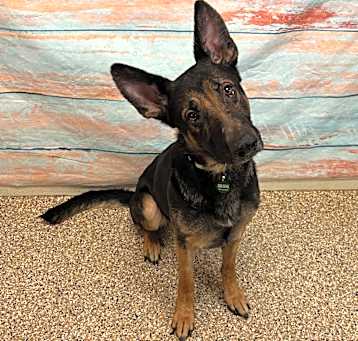 Photo of Ace