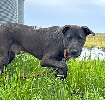 Photo of Scruffy