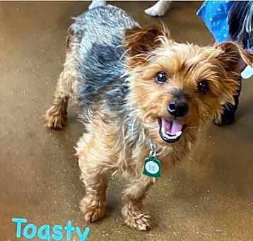 Photo of Toasty (Dallas)