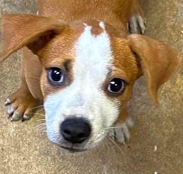 Photo of Copper