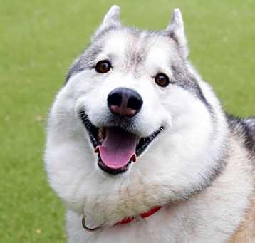 Photo of Max