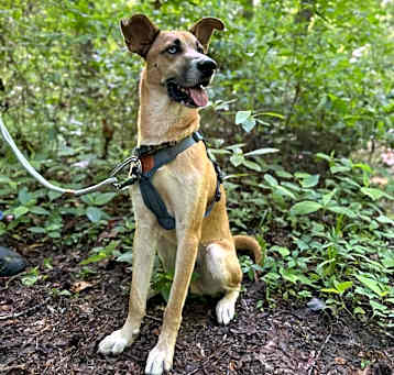 Photo of Scooby