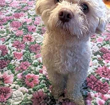 Photo of Buddy