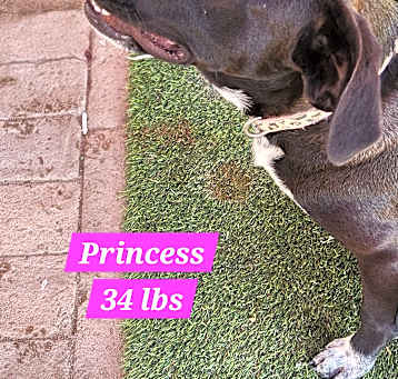 Photo of Princess