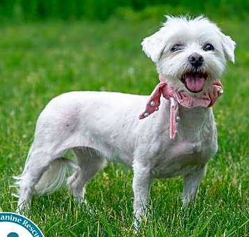 Photo of Joy (Binks)