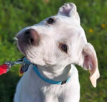 Photo of Enzo