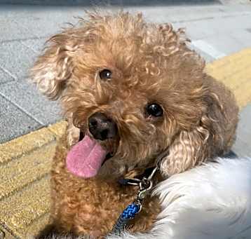 Photo of Aki