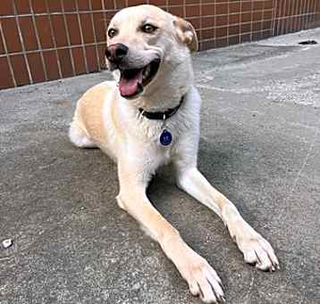 Photo of Buttermilk