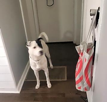 Photo of Petey