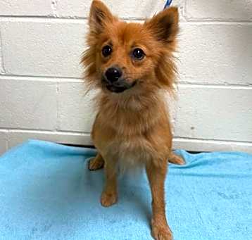 Photo of Misha (Cocoa)