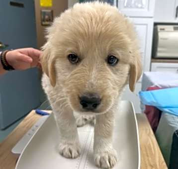 Photo of Waffles
