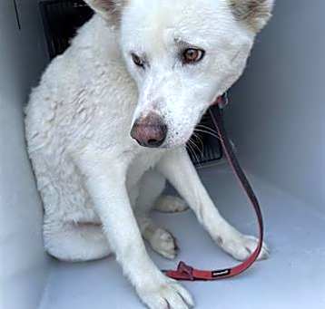 Photo of BUDDY