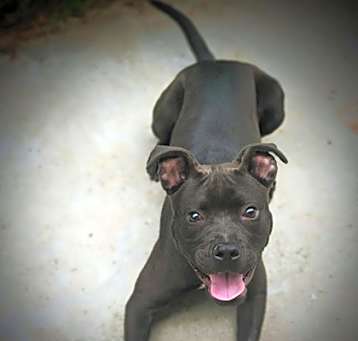 Photo of Gracie