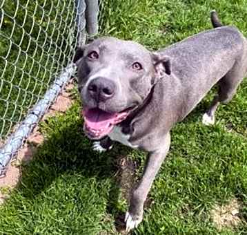 Photo of Blueberry