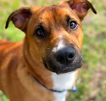 Photo of Scooter