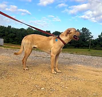 Photo of Barkley