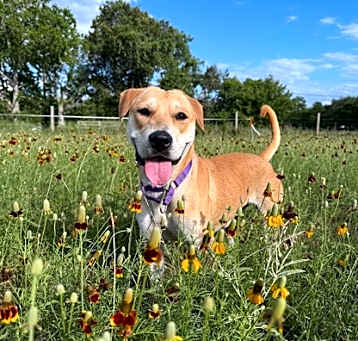 Photo of Shishie