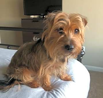 Photo of Scotty